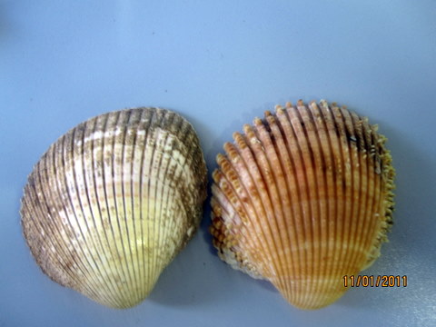 Bivalve mediterraneo!?